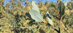 Quercus cornelius-mulleri