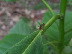 Umbonia