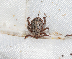 Dermacentor marginatus