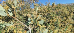 Quercus cornelius-mulleri