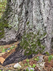 Dicranum montanum