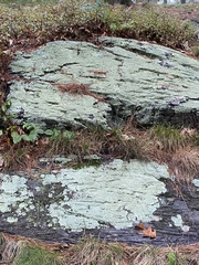 Flavoparmelia baltimorensis