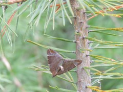 Eulithis testata