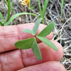 Oxalis corniculata