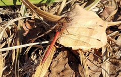Sympetrum sanguineum