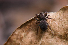 Euophrys