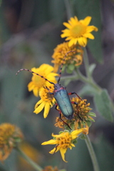 Stenaspis verticalis