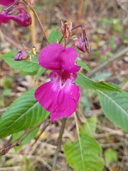 Impatiens glandulifera