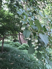 Styrax japonicus