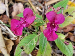 Impatiens glandulifera