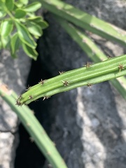 Selenicereus spinulosus