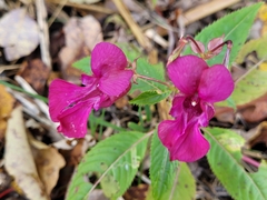 Impatiens glandulifera