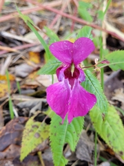Impatiens glandulifera