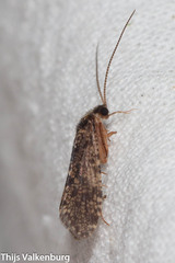 Polycentropodidae