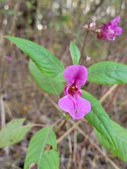 Impatiens glandulifera