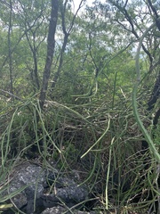 Selenicereus spinulosus