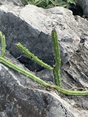 Selenicereus spinulosus