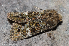 Polymixis lichenea