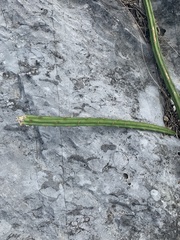 Selenicereus spinulosus