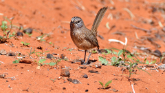 Amytornis textilis