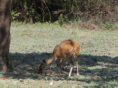 Tragelaphus sylvaticus