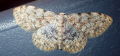 Scopula rufomixtaria
