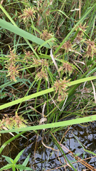 Cyperus eragrostis