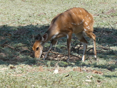 Tragelaphus sylvaticus