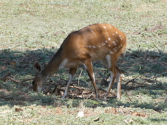 Tragelaphus sylvaticus