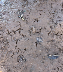 Charadrius vociferus