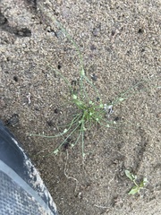 Cyperus subsquarrosus