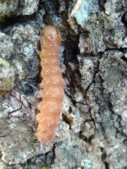 Acronicta increta
