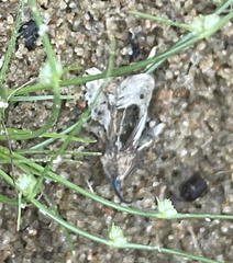 Cyperus subsquarrosus