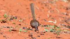 Amytornis textilis