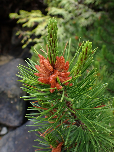 Pinus contorta