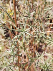 Aldama linearis