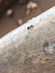 Crematogaster laeviuscula