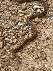Pantherophis guttatus