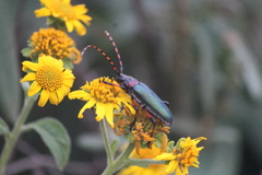 Stenaspis verticalis