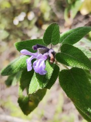 Salvia keerlii