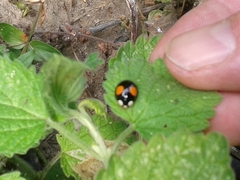 Harmonia axyridis