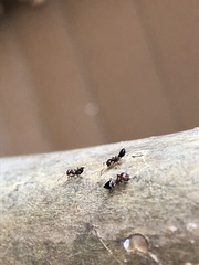 Crematogaster laeviuscula