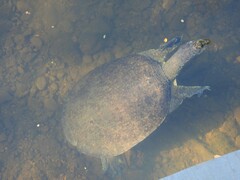 Apalone spinifera pallida