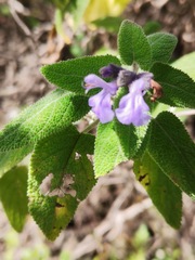 Salvia keerlii