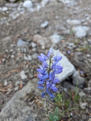 Lupinus arcticus
