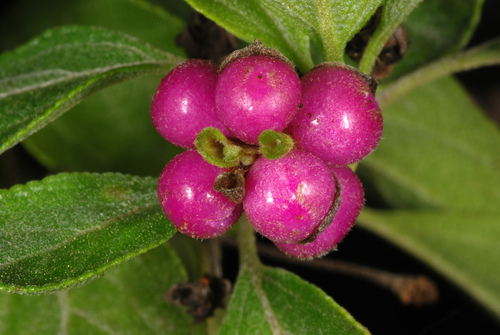 Buttonsage (Lantana involucrata)