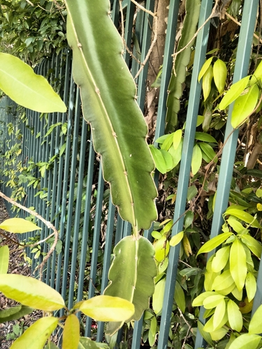Selenicereus undatus