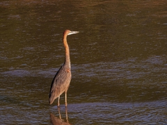 Ardea goliath
