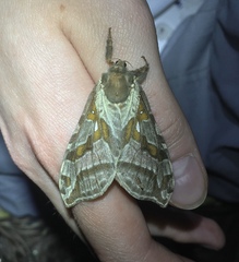 Sthenopis argenteomaculatus