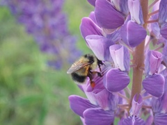 Bombus vagans bolsteri